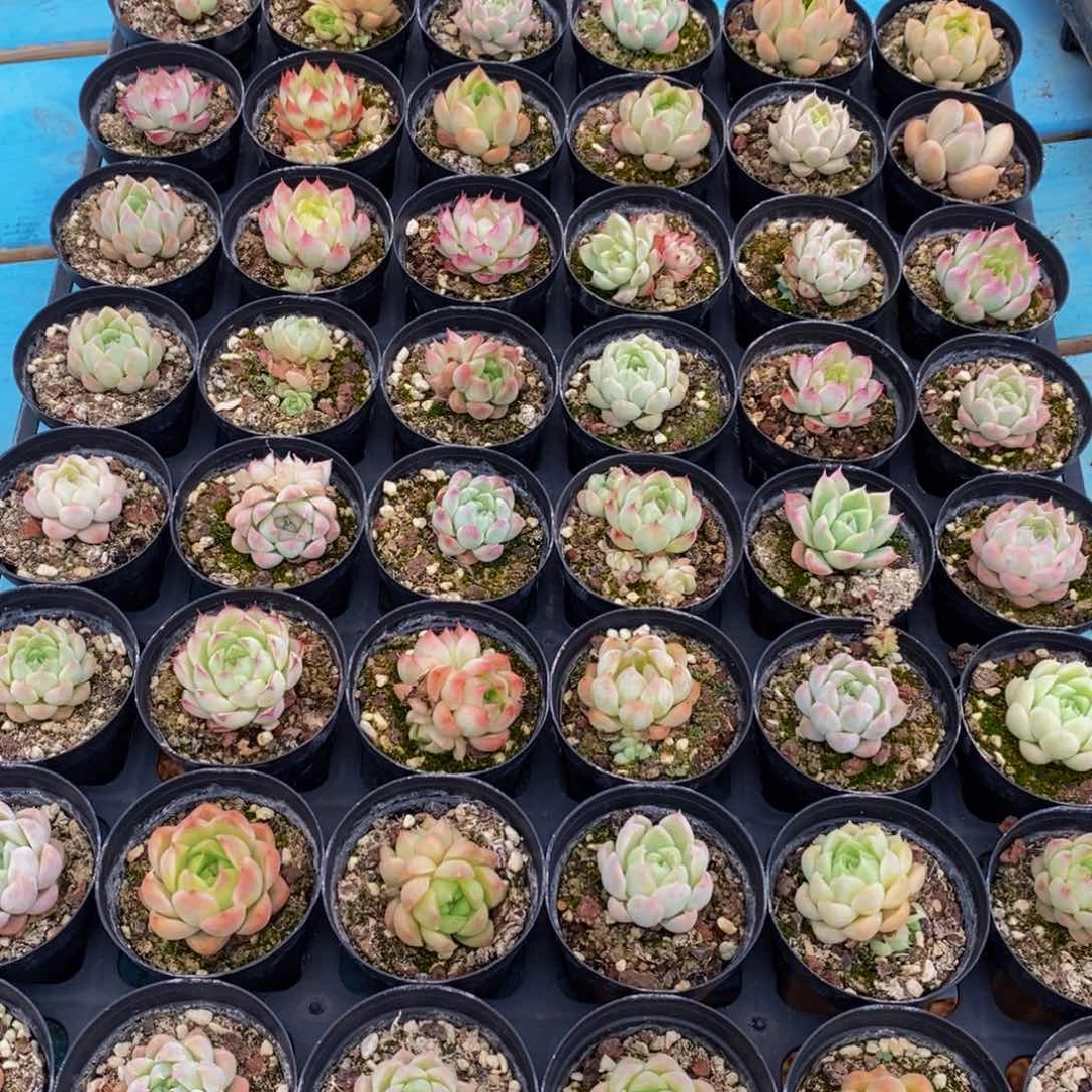 131多肉植物保护研究所所长助理