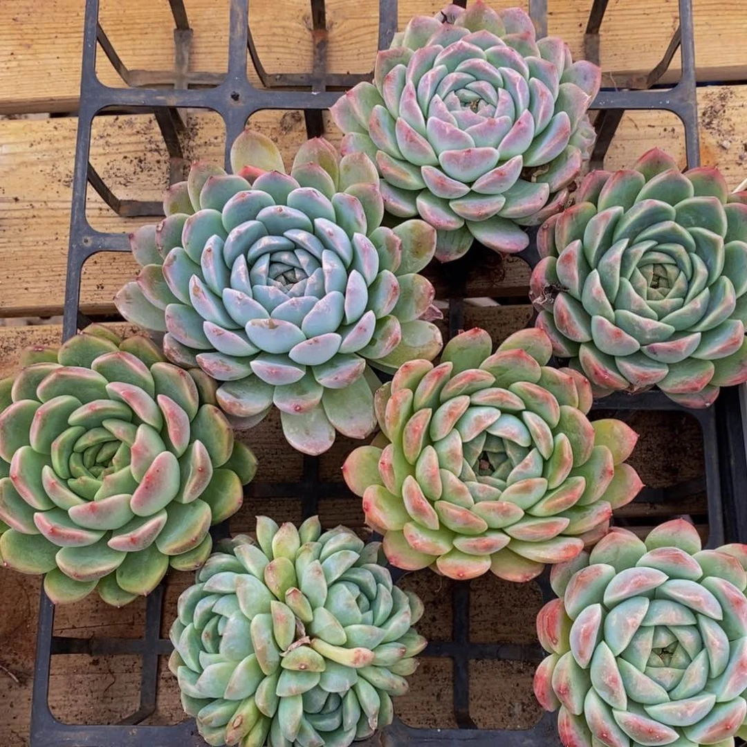 031精品多肉植物保护研究所