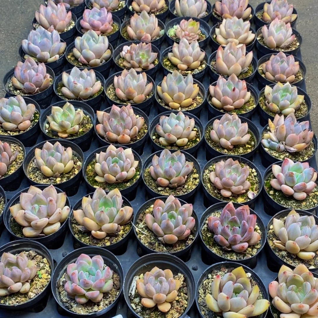 549多肉植物保护研究所所长