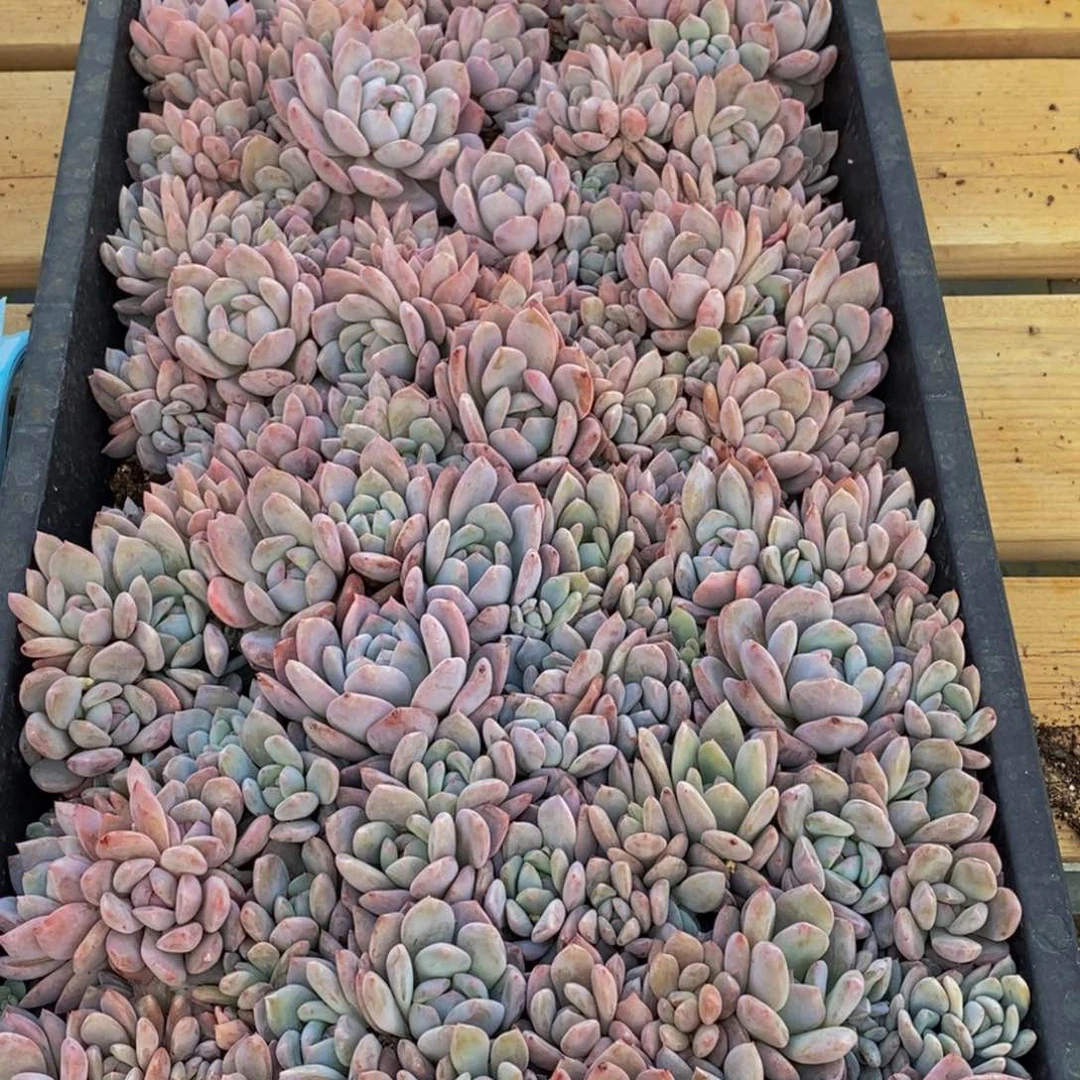 557多肉植物保护研究所所长