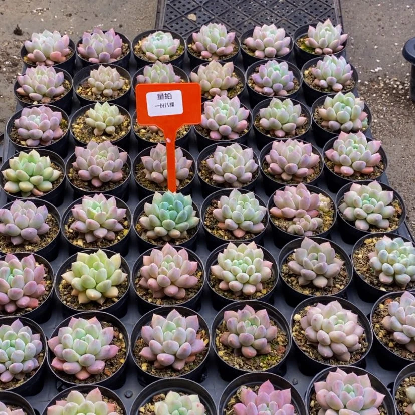 【闪购商品】048.....