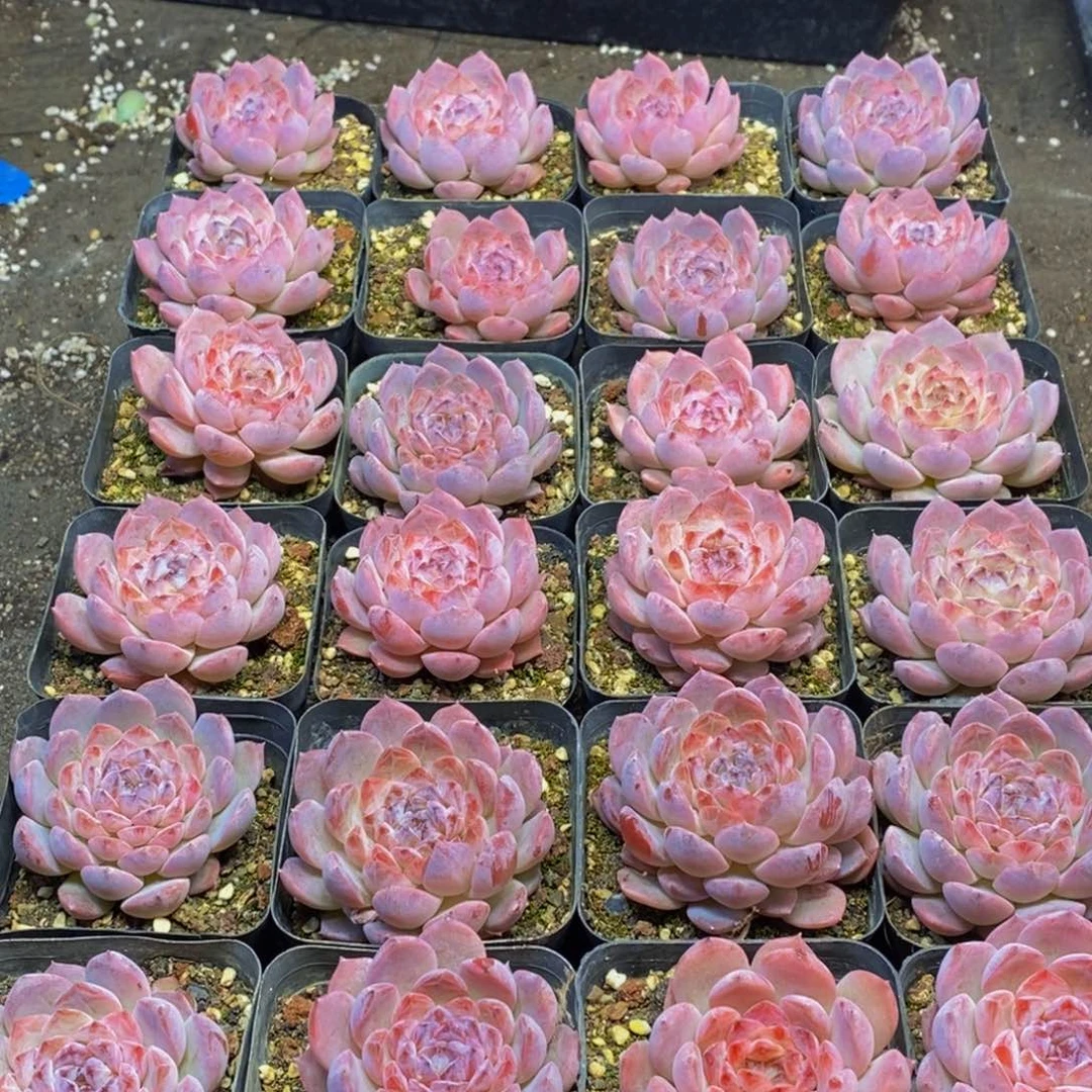 488多肉植物保护研究所