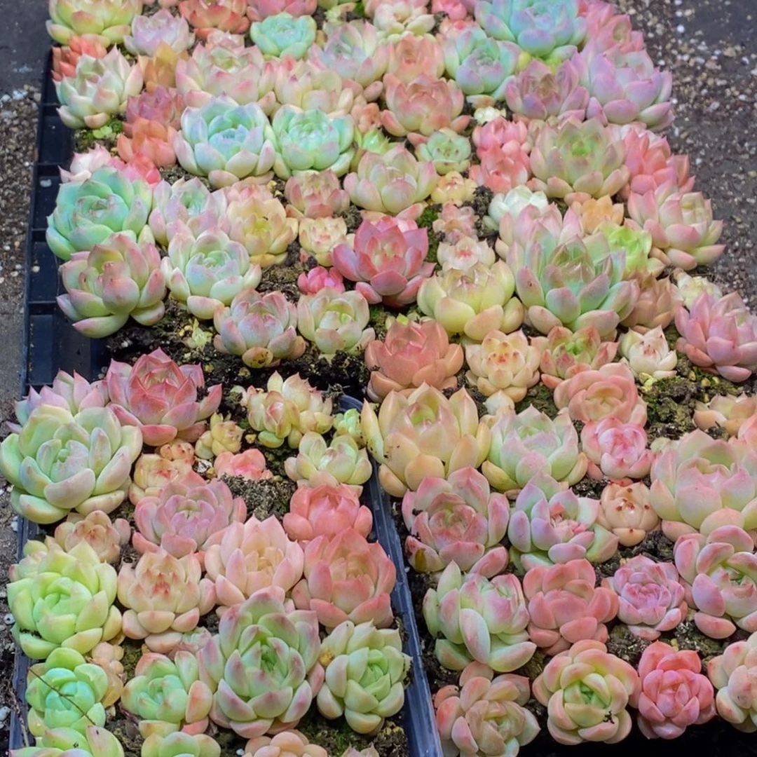 252多肉植物保护量拍一盒