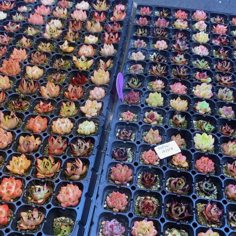 【闪购商品】489多肉