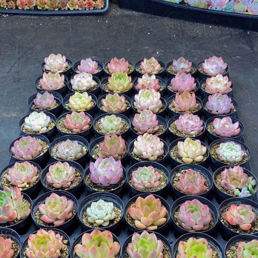 497多肉植物保护研究所所长