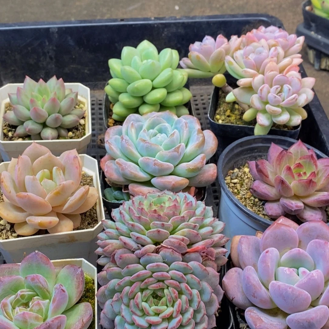 978多肉植物保护研究所