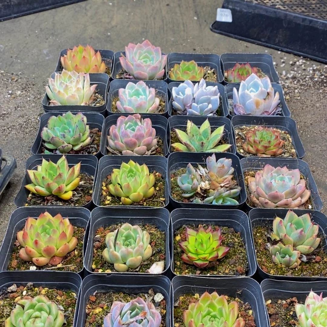 572多肉植物保护研究所所长助理研究员