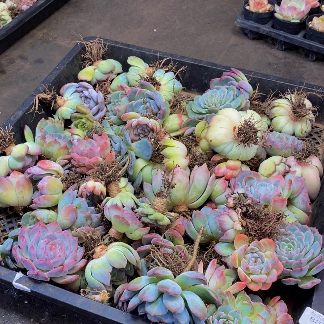 882 仙葩园艺精品多肉