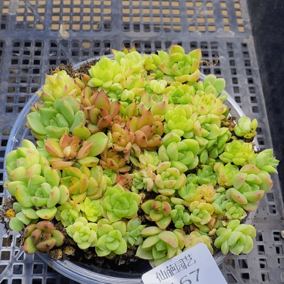 167多肉植物保护