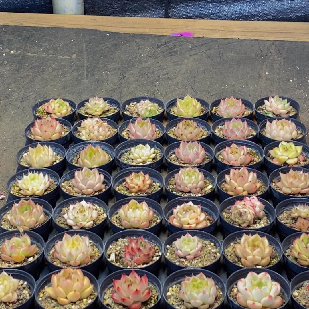 082多肉植物保护研究所所长