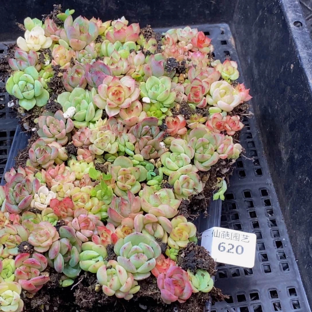 620多肉植物保护研究所所长
