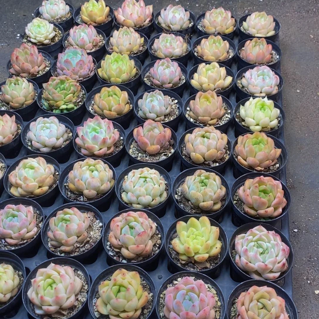 288多肉植物保护研究所所长
