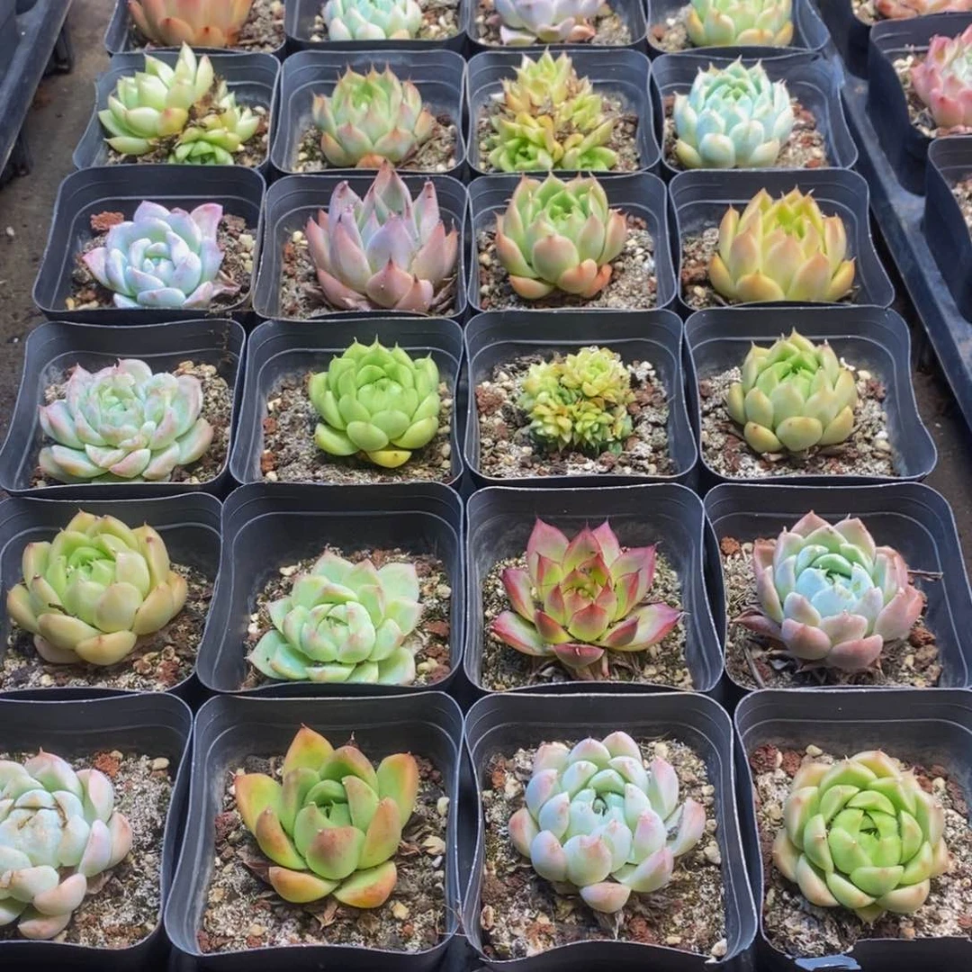 252多肉植物保护研究所所长