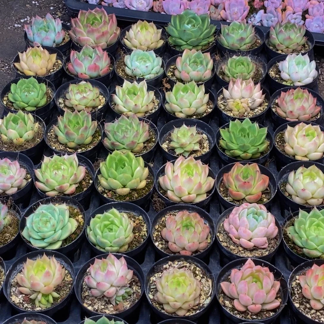 443多肉植物保护研究所所长