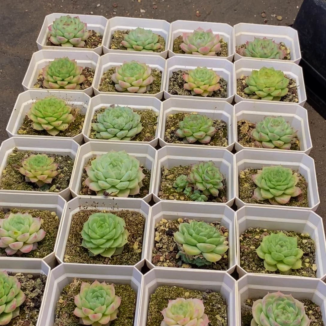 586多肉植物保护研究所