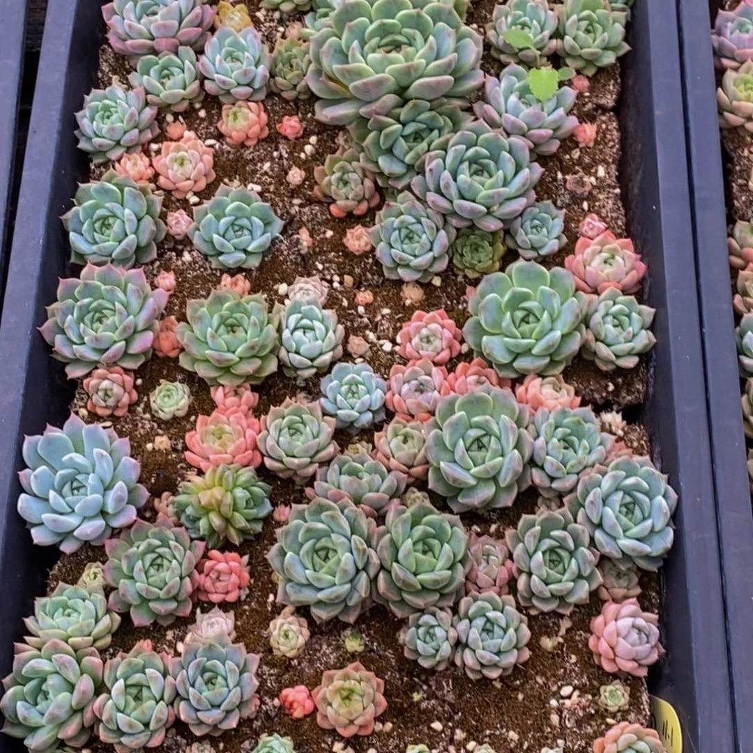 707多肉植物保护研究所所长