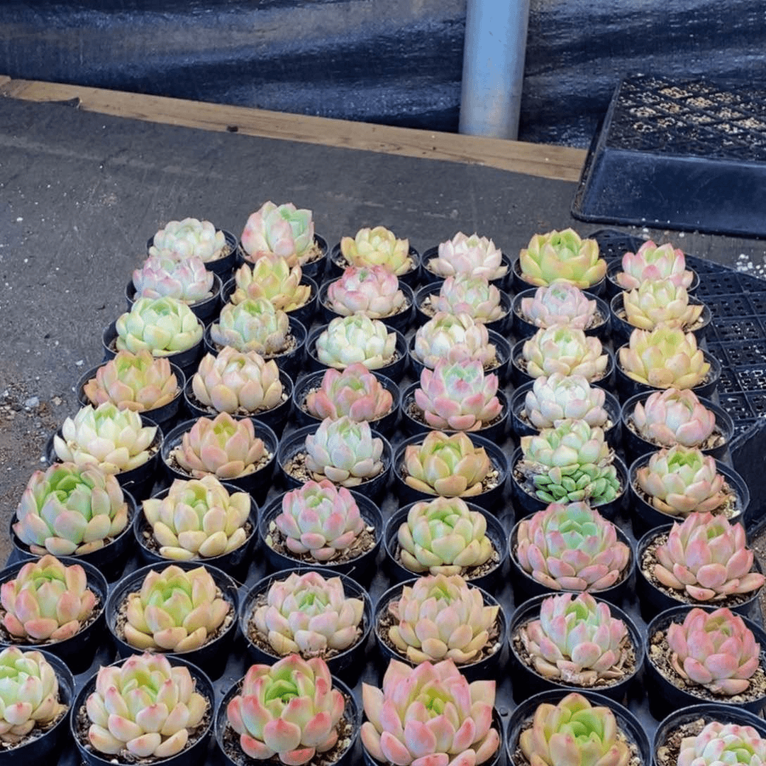 755多肉植物保护研究所所长