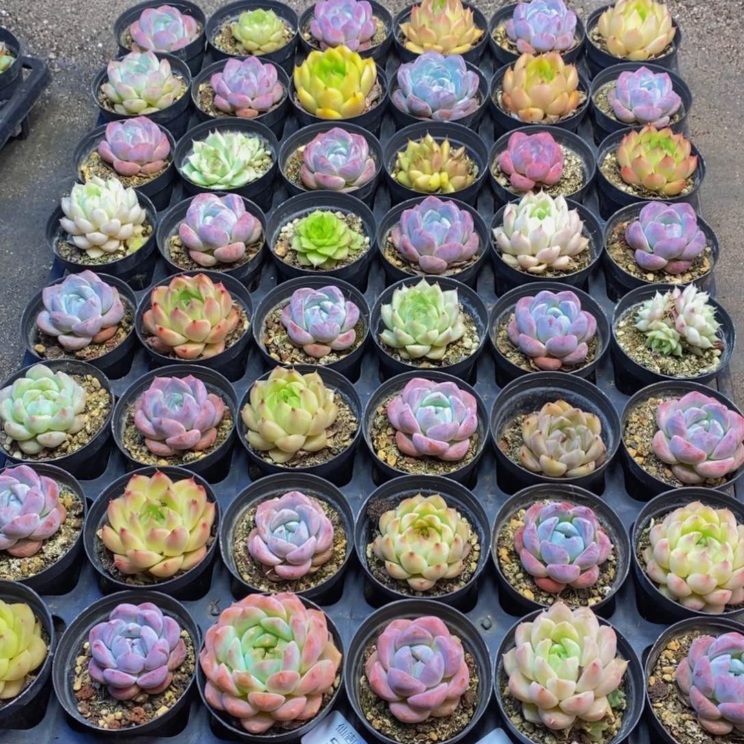 我****子580多肉植物保护研究所所长