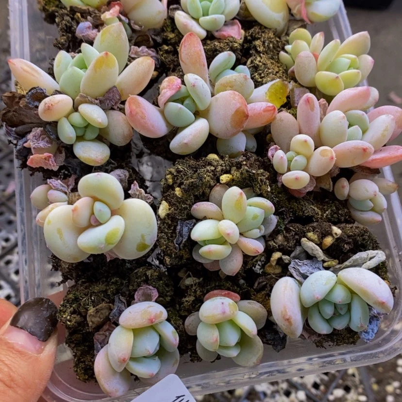 【闪购商品】108多肉
