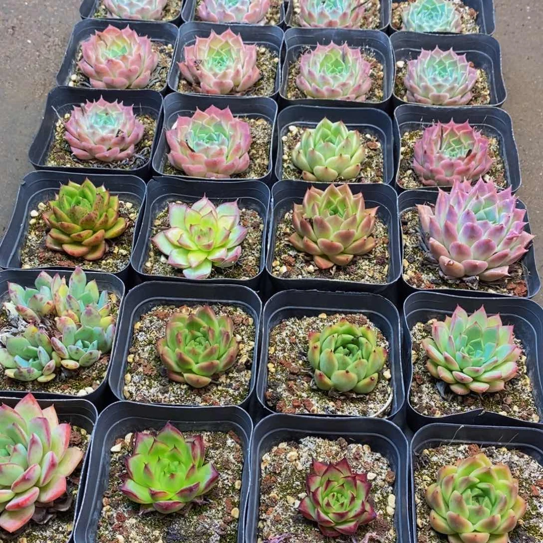 446多肉植物保护研究所所长