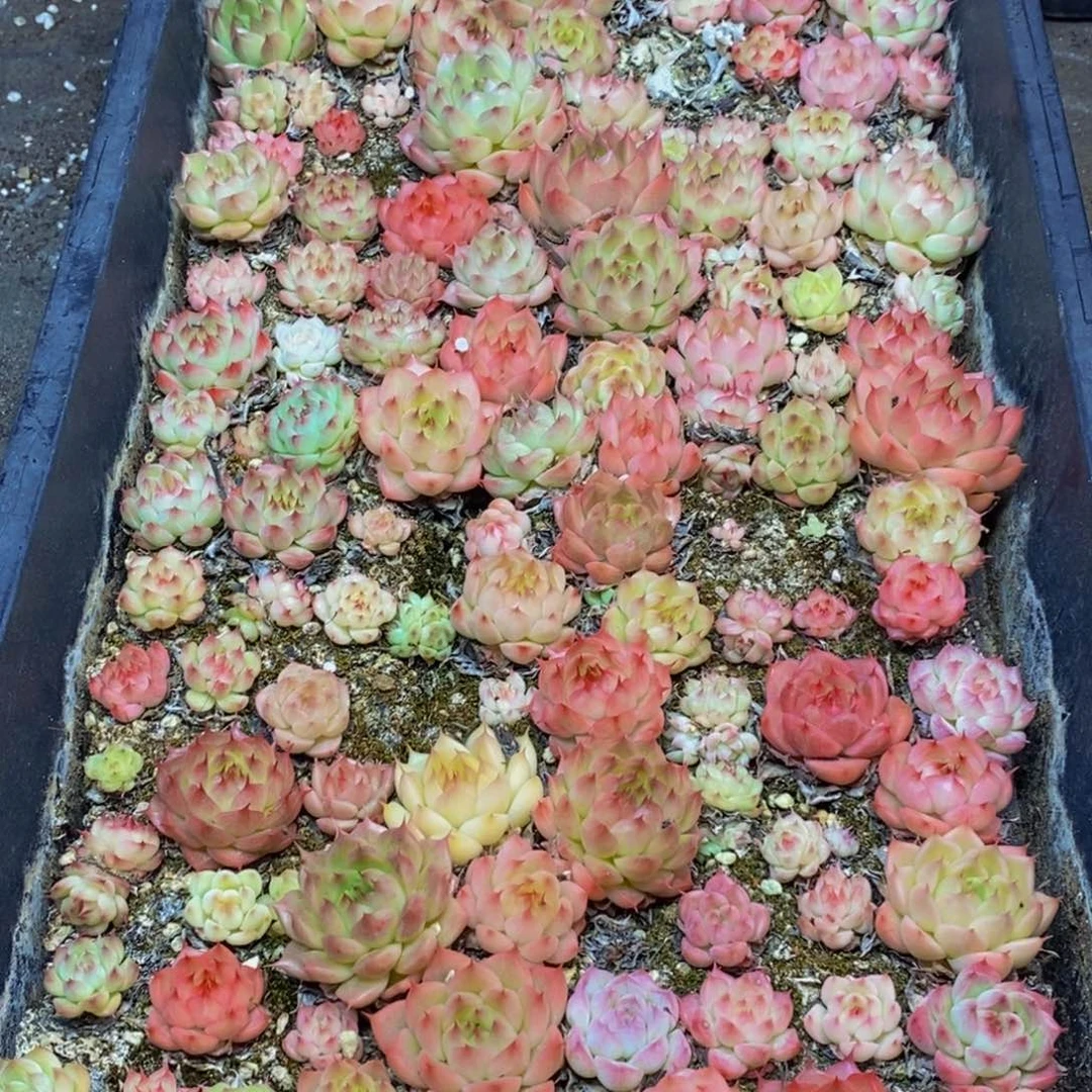 443的人在一起的时候