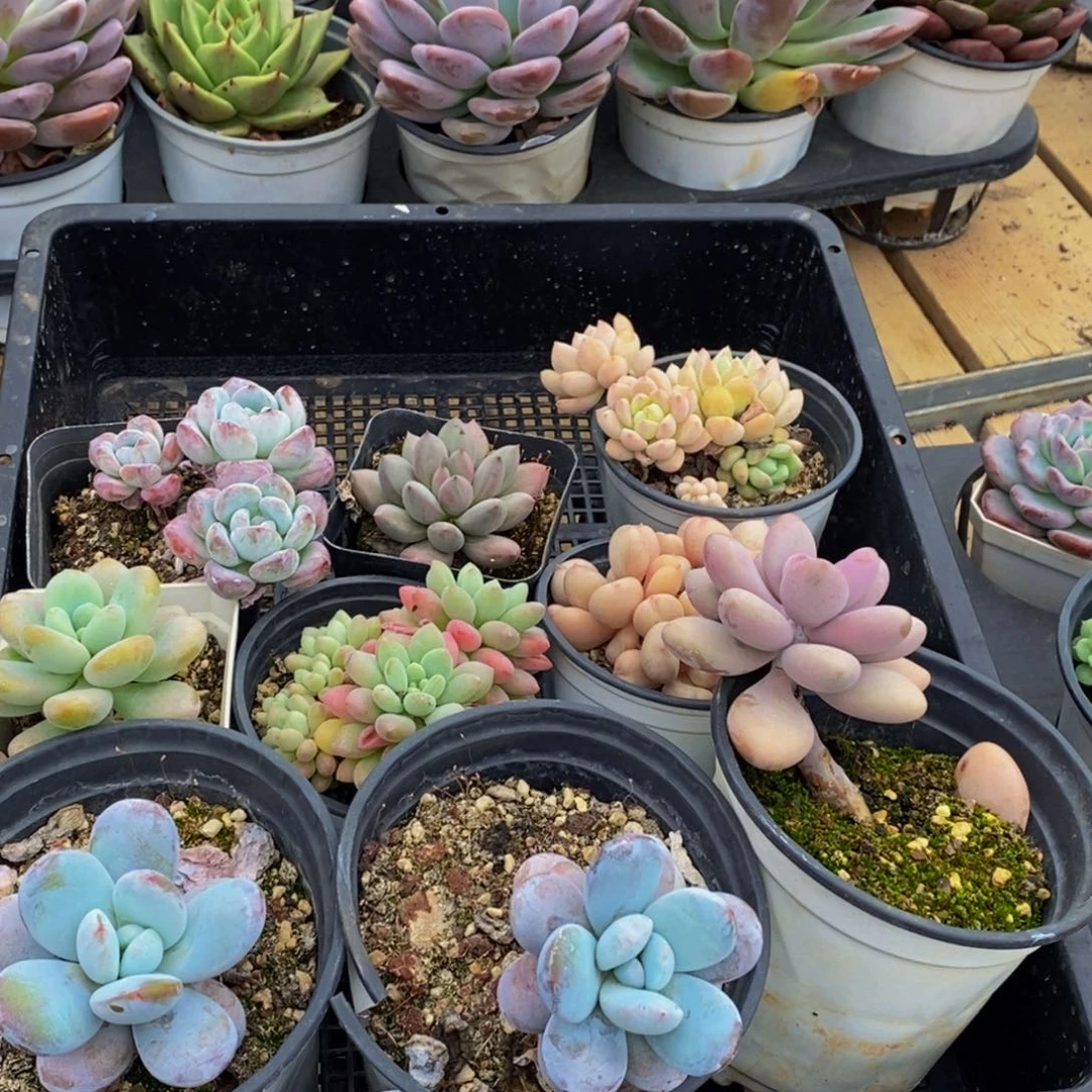 244多肉植物保护研究所所长