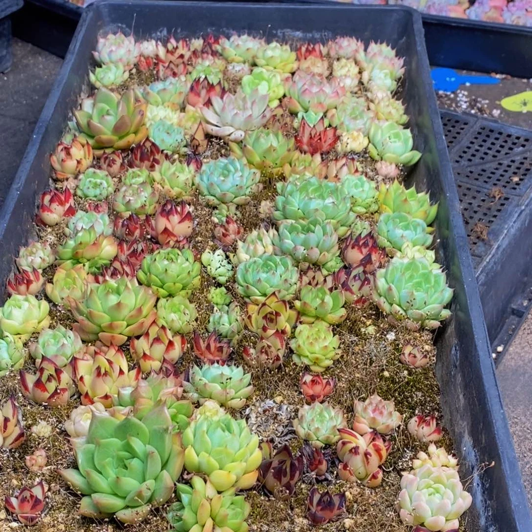 131多肉植物保护研究所q