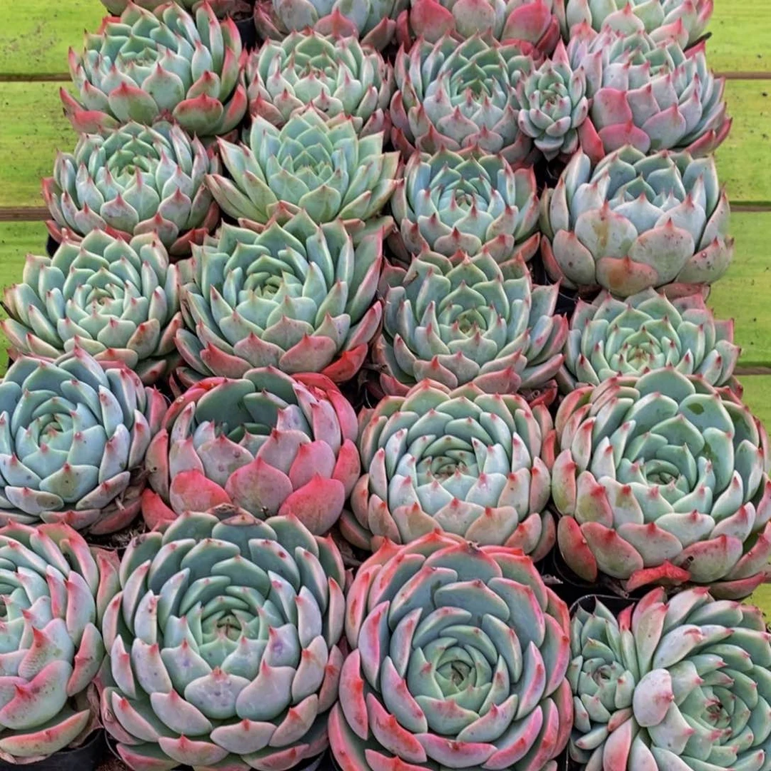 260多肉植物保护研究所