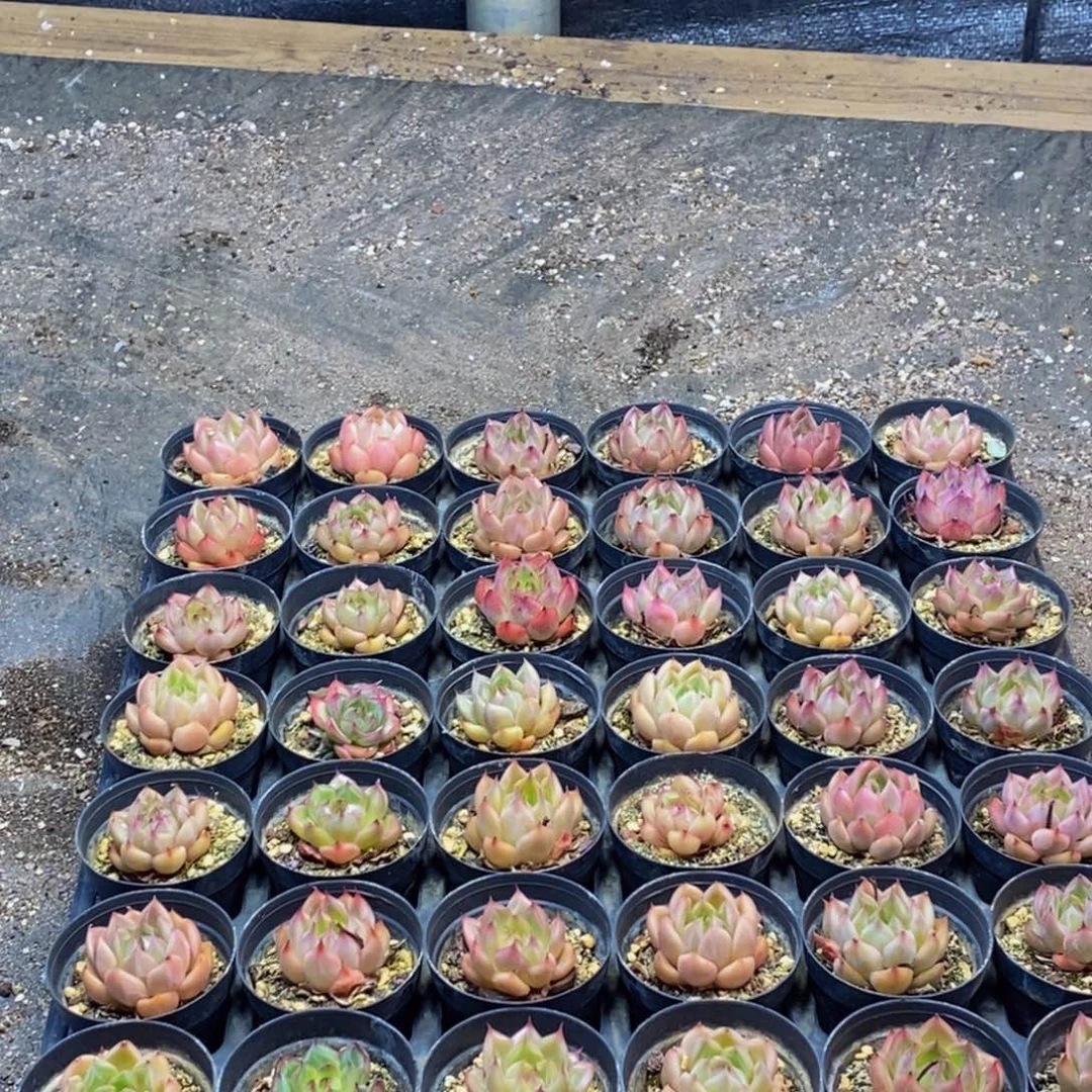 592多肉植物保护研究所
