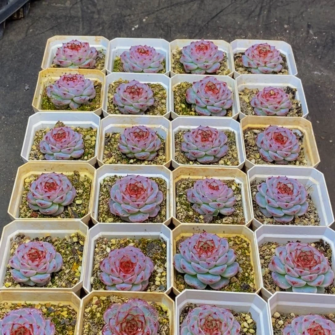 404多肉植物保护研究所