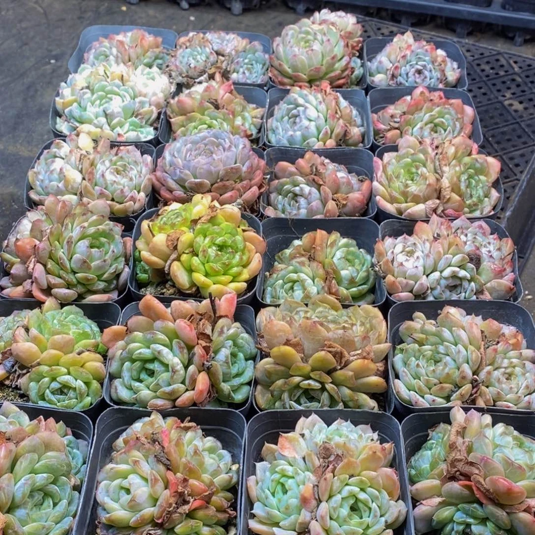 胡**语232多肉植物保护研究所
