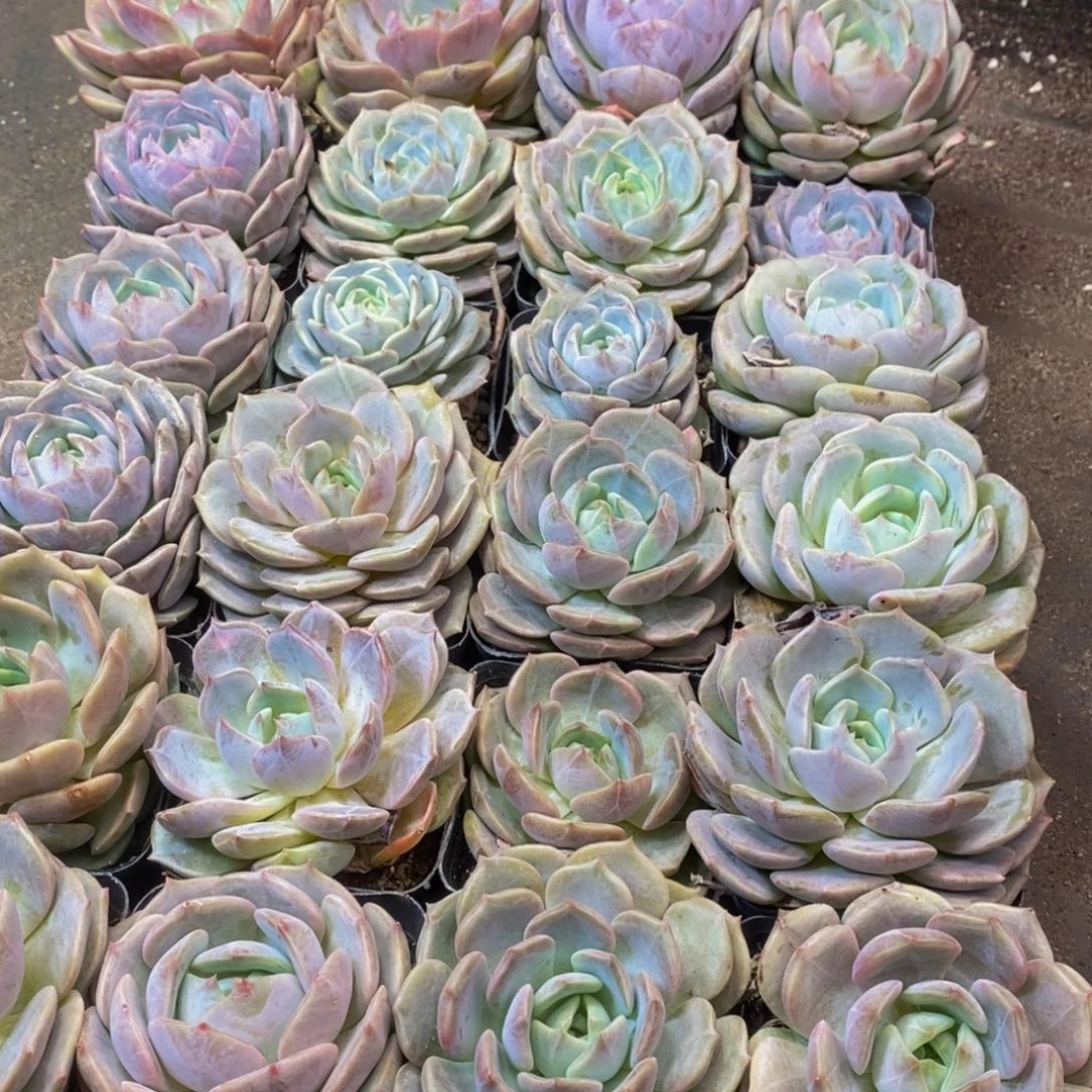 551多肉植物保护研究所所长