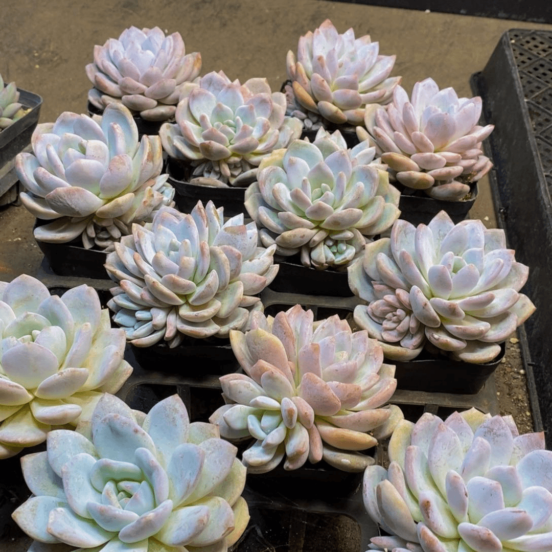 011多肉植物百科的点点滴滴