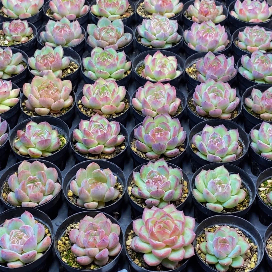 红****歌682多肉植物保护研究所所长