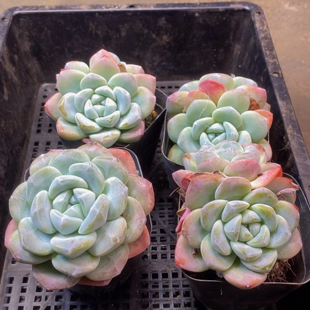 522多肉植物保护研究所所长
