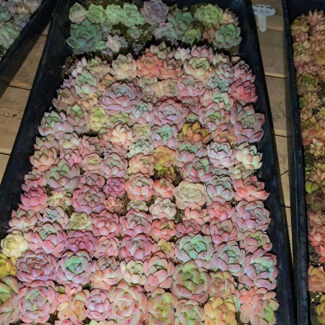 177 仙葩园艺精品多肉