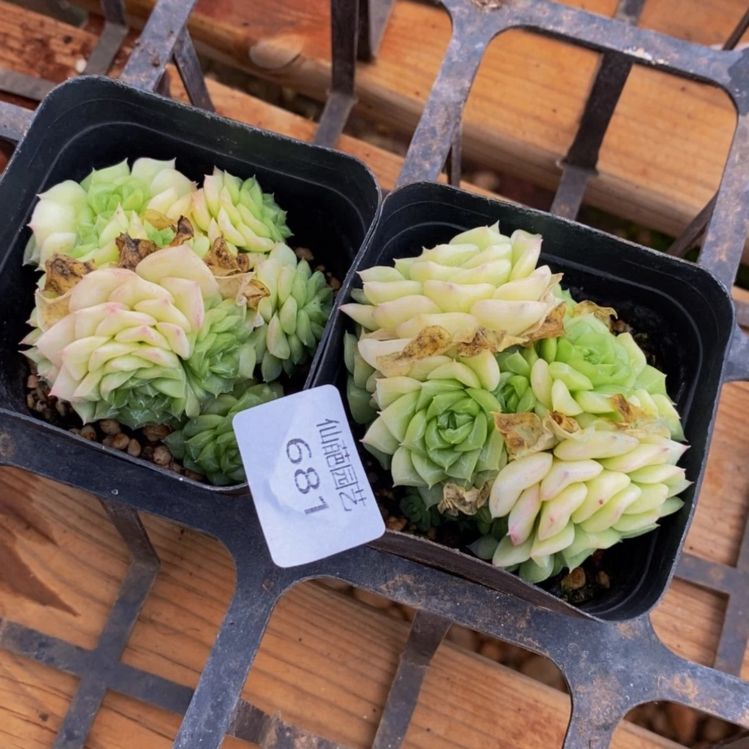 顗****】681多肉植物保护研究所所长的