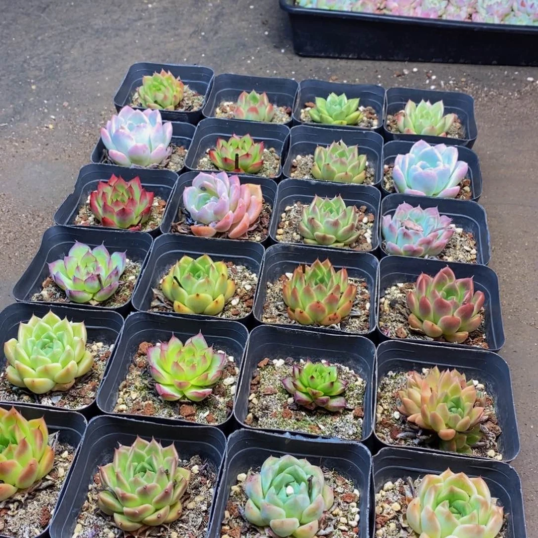 442多肉植物保护研究所所长