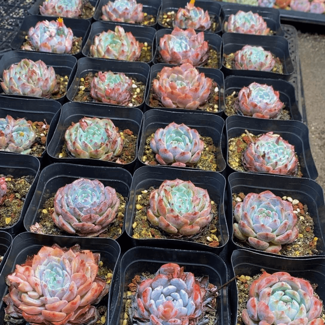186多肉植物保护研究所所长