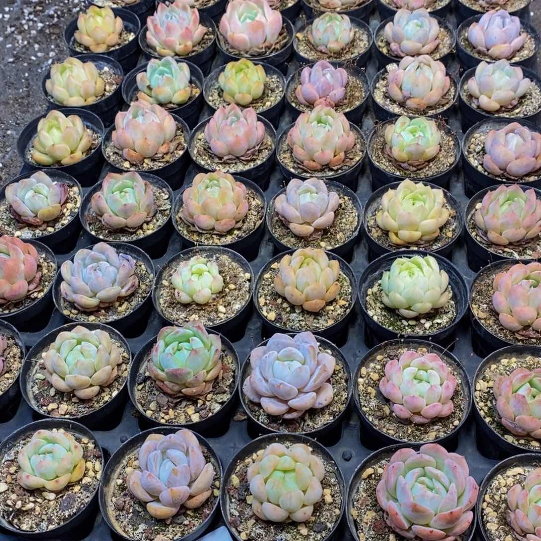 648多肉植物保护研究所所长的