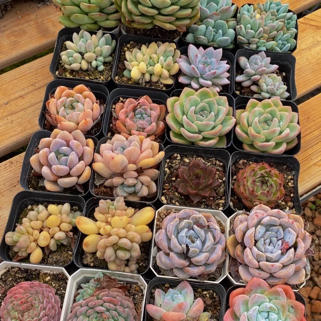 676多肉植物保护研究所所长的