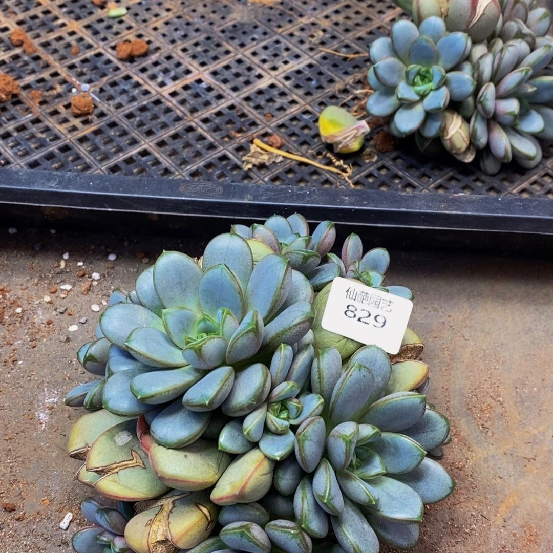 829多肉植物保护研究所