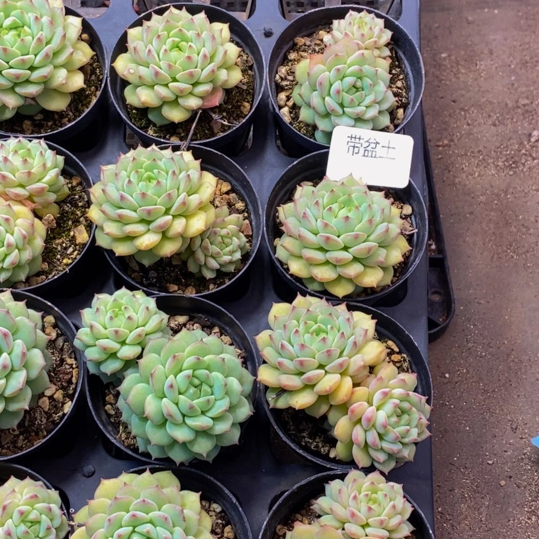 490多肉植物保护研究所