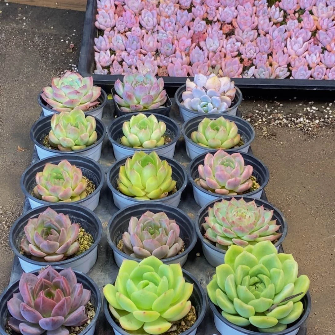 468多肉植物保护研究所所长的