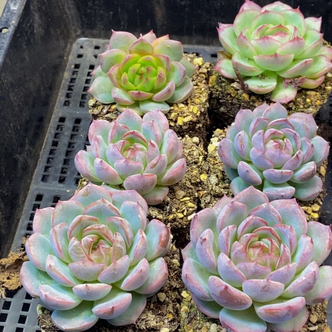 605多肉植物保护研究所所长的
