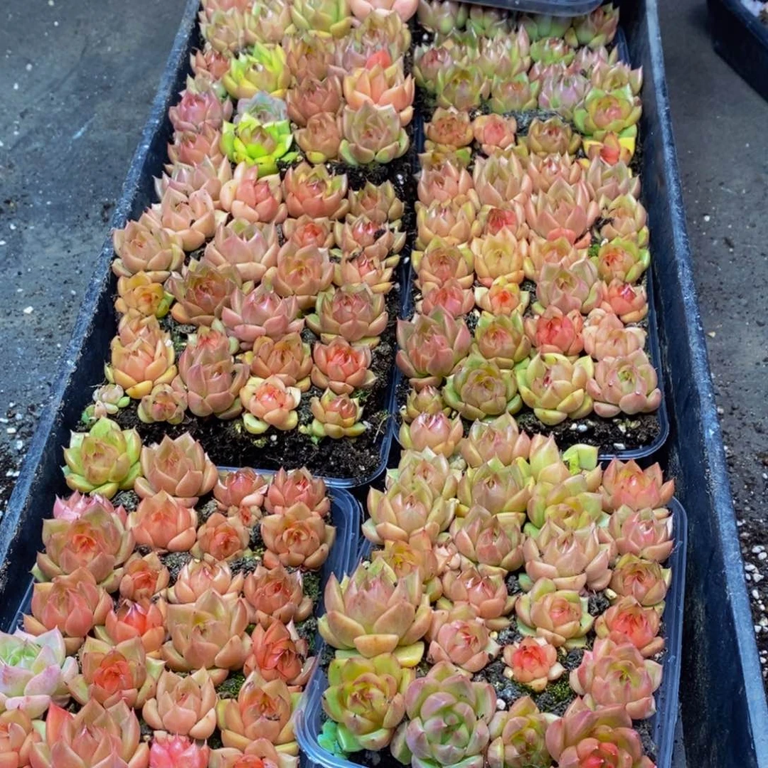 770多肉植物保护研究所量拍一盒