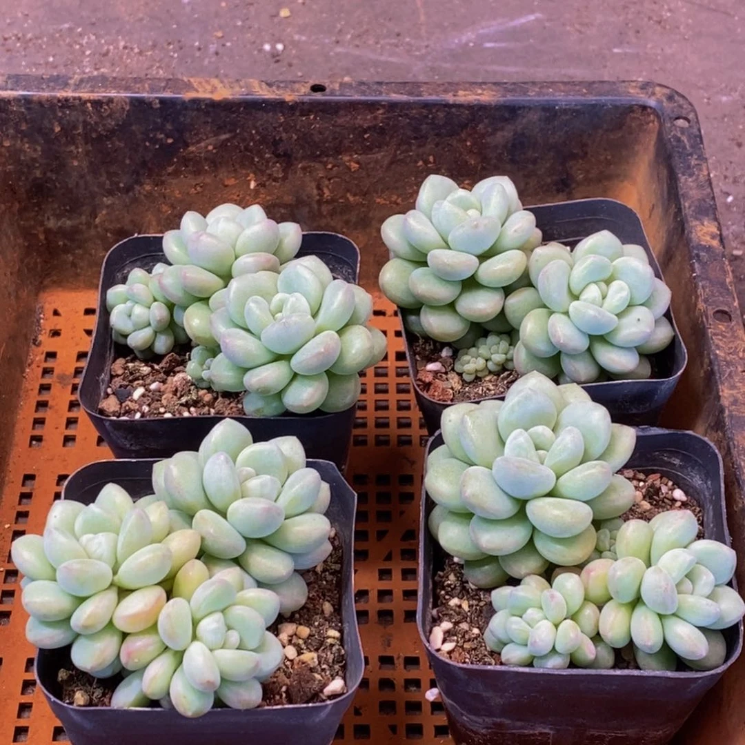 562多肉植物保护研究所所长