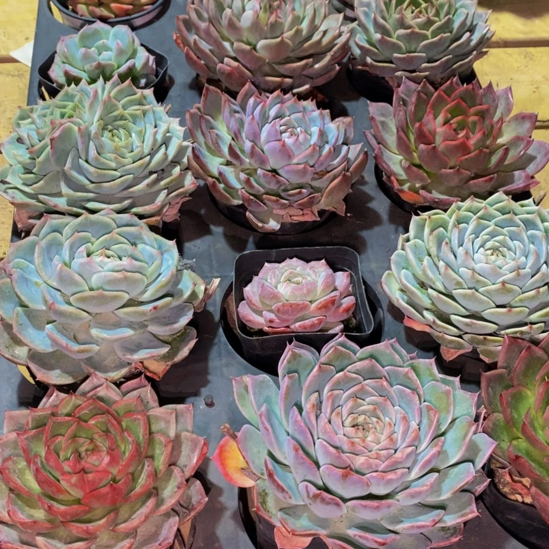 844 仙葩园艺精品多肉