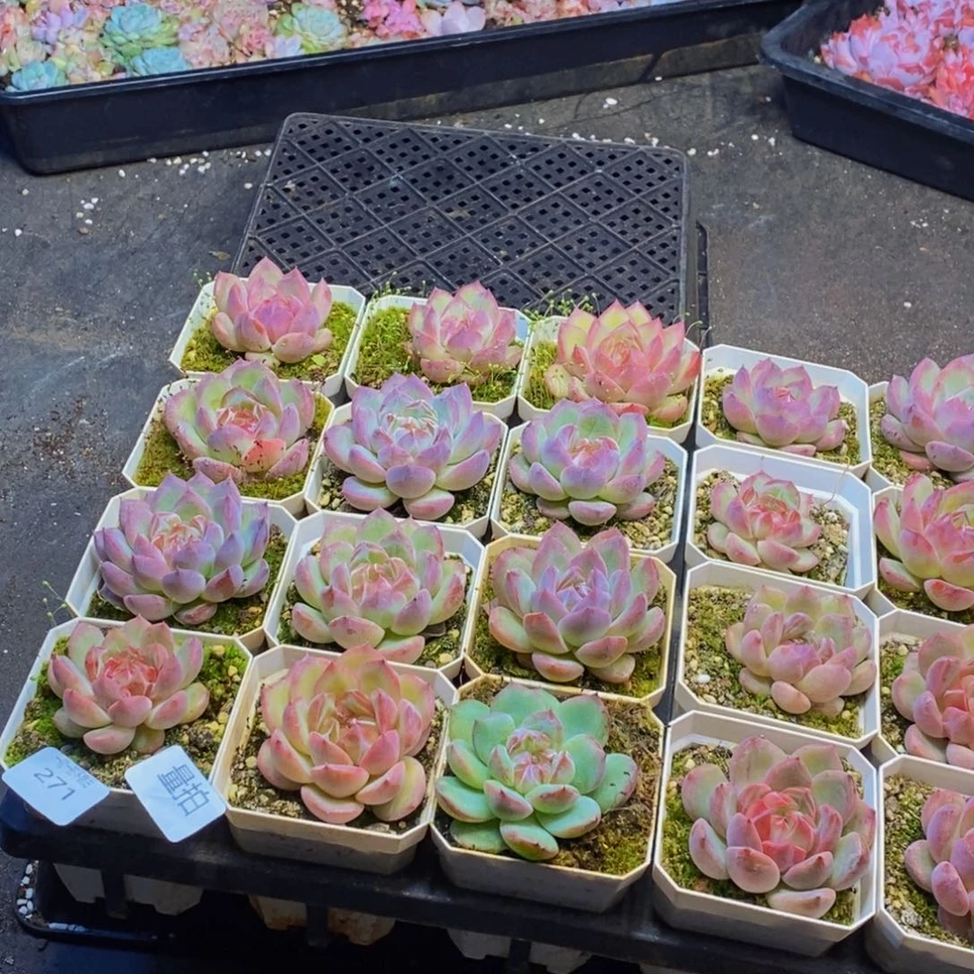 271多肉植物保护研究所量拍4颗