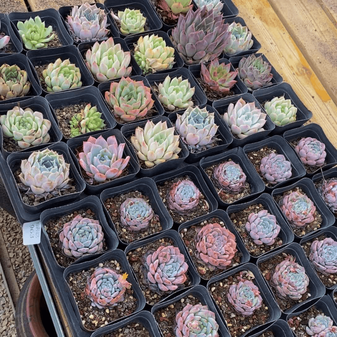963多肉植物保护研究所